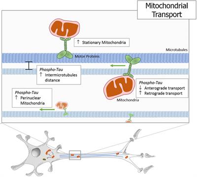 Contribution of Tau Pathology to Mitochondrial Impairment in Neurodegeneration